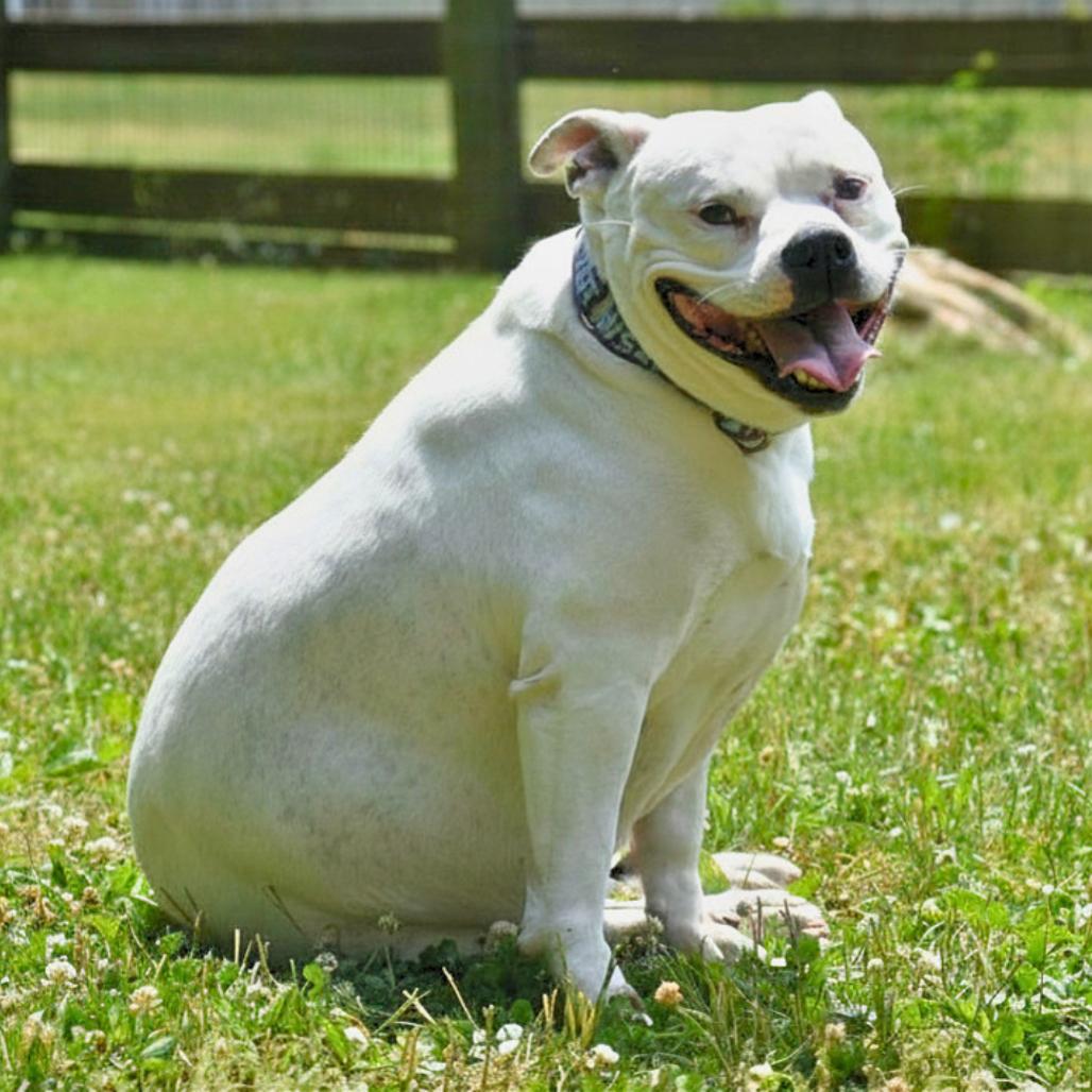 Gertrude, a Adoptable Mixed Breed in Mebane, NC image 6/6