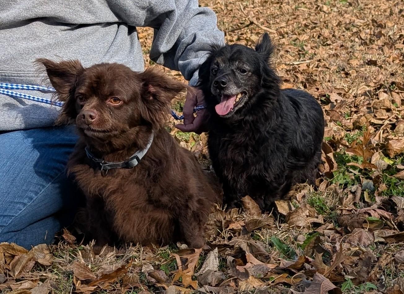 Ollie, an adopted Chiweenie in Parsons, KS image 1/2