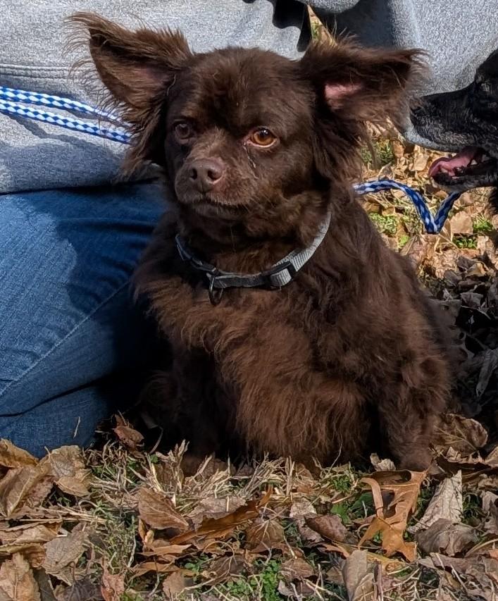 Ollie, an adopted Chiweenie in Parsons, KS image 2/2
