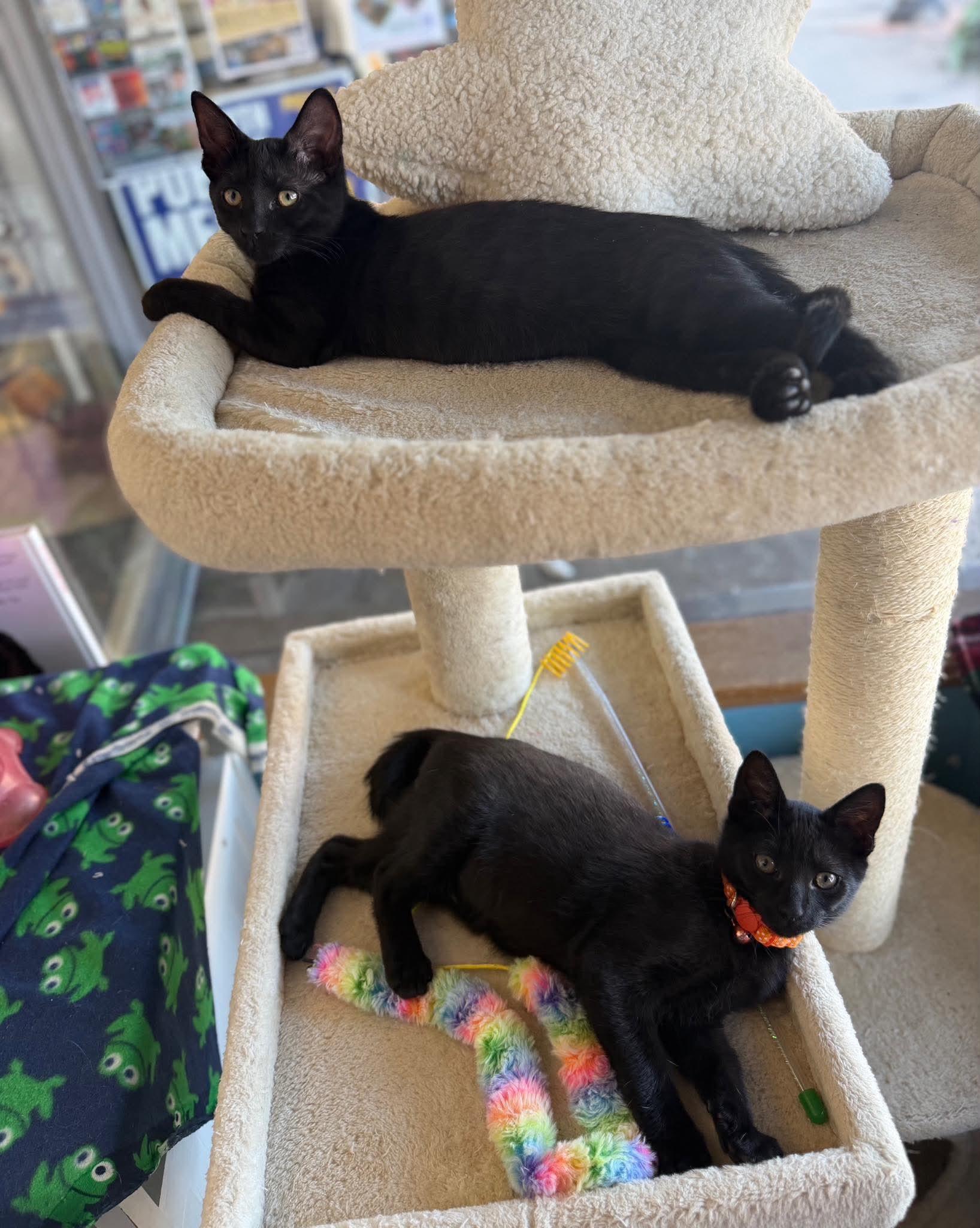 Tully & Teddy (Bonded), a Adoptable Domestic Short Hair in East Amherst, NY image 4/5