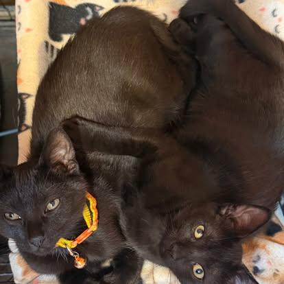 Tully & Teddy (Bonded), a Adoptable Domestic Short Hair in East Amherst, NY image 5/5
