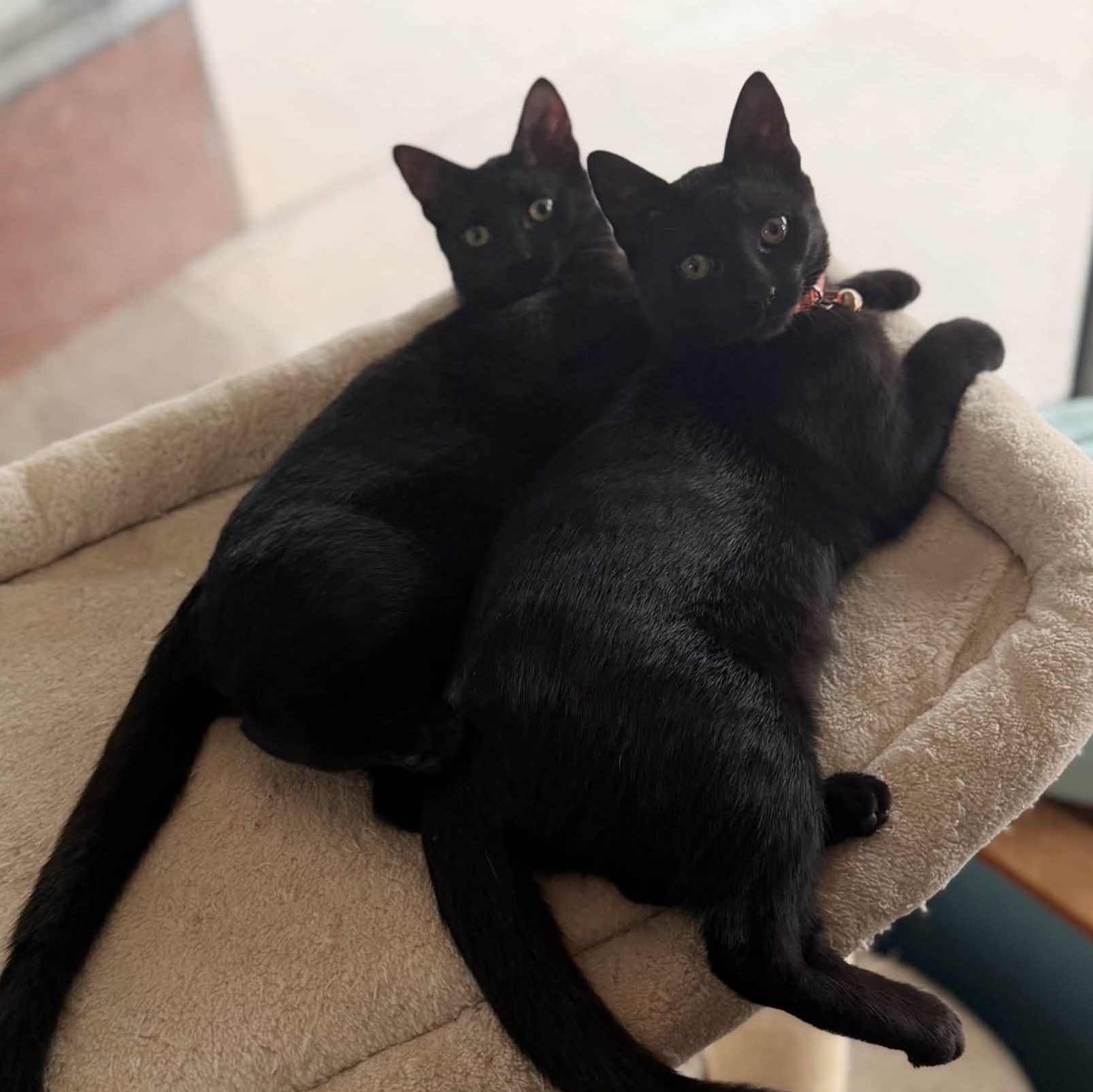Tully & Teddy (Bonded), Adoptable, Kitten Male Domestic Short Hair.
