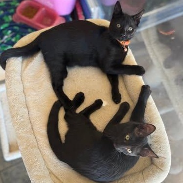 Tully & Teddy (Bonded), a Adoptable Domestic Short Hair in East Amherst, NY image 2/5