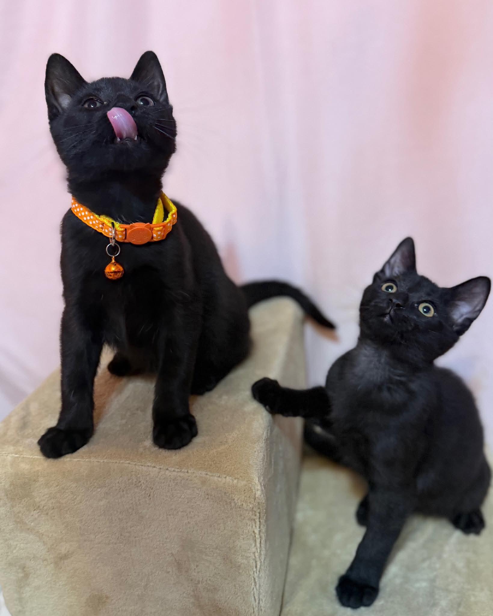 Tully & Teddy (Bonded), a Adoptable Domestic Short Hair in East Amherst, NY image 3/5