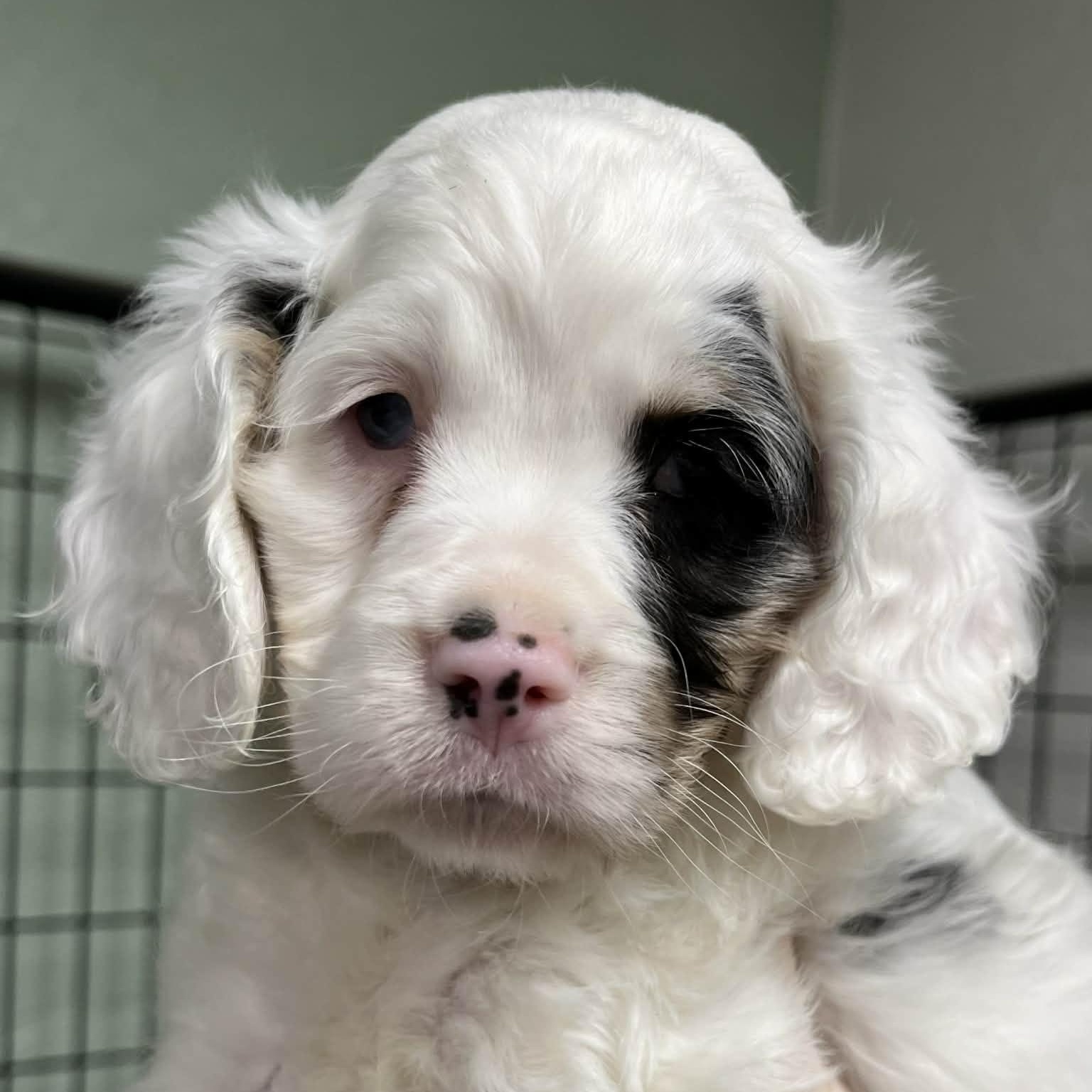Hawk , adopted, Puppy Male Cockapoo.