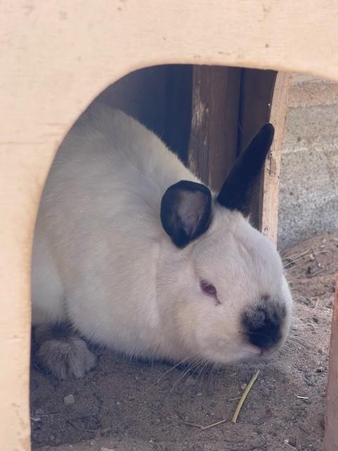 JACKSON, Adoptable, Young Male Bunny Rabbit.