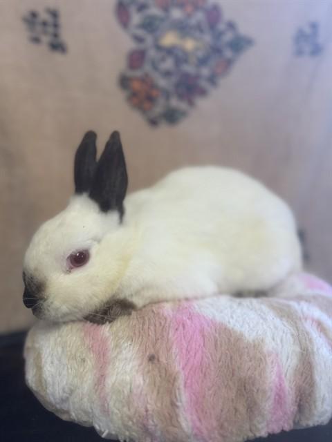 JACKSON, Adoptable, Young Male Bunny Rabbit.