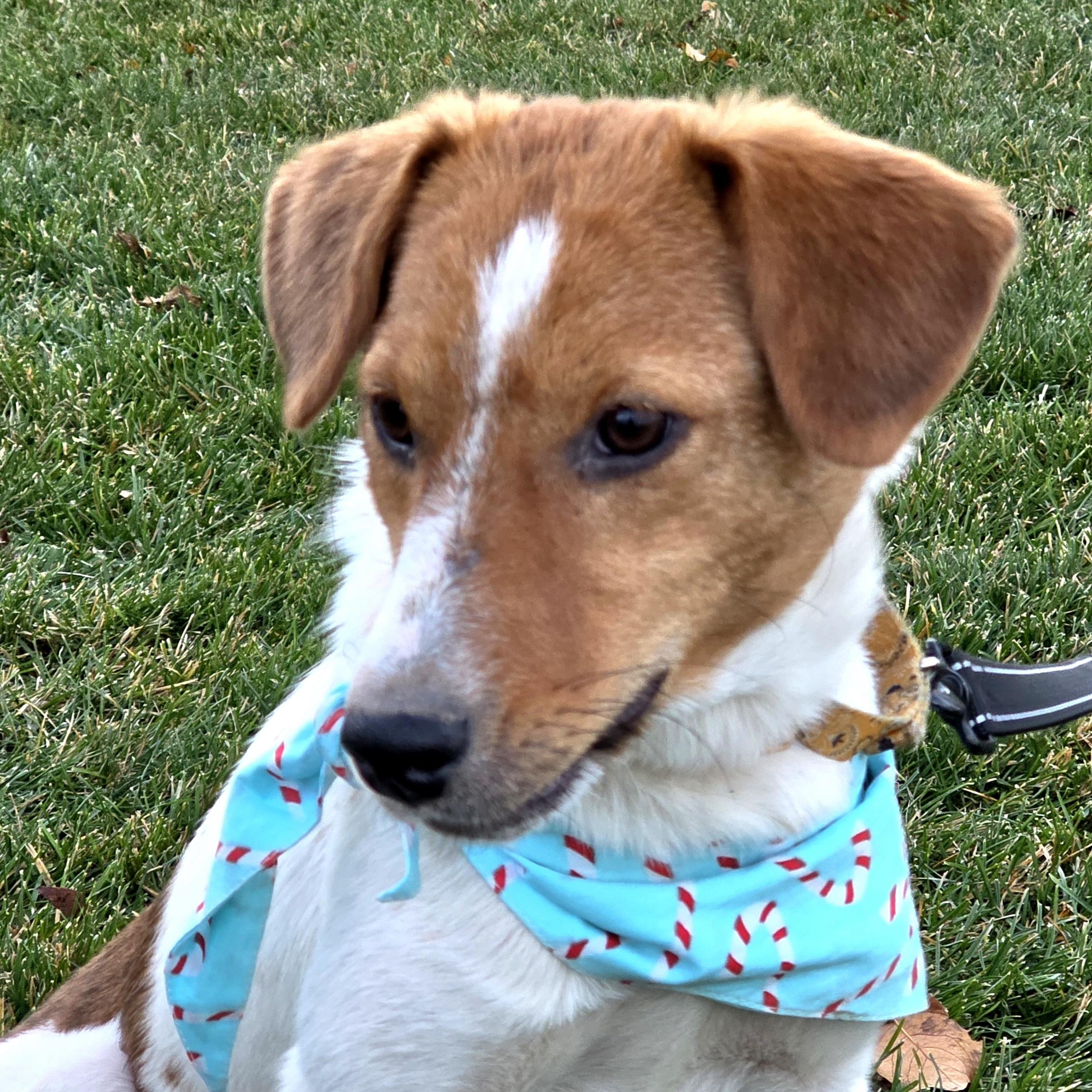 GIGI, a Adoptable mixed breed in Evansville, WI image 1/3