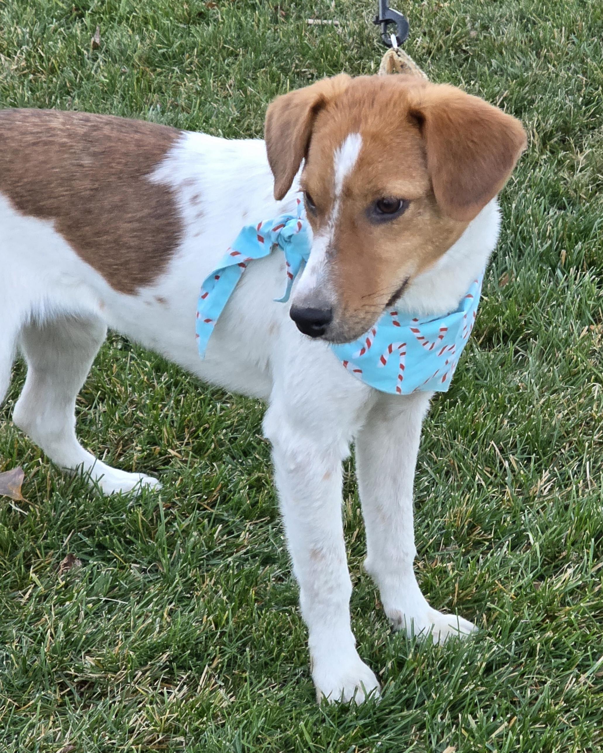 GIGI, a Adoptable mixed breed in Evansville, WI image 2/3