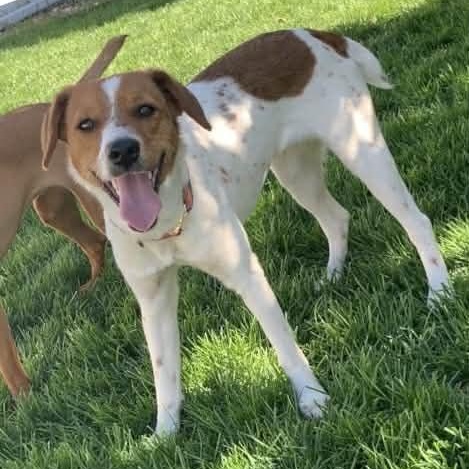 Enlarge GIGI, a Adoptable mixed breed in Evansville, WI image 5/5