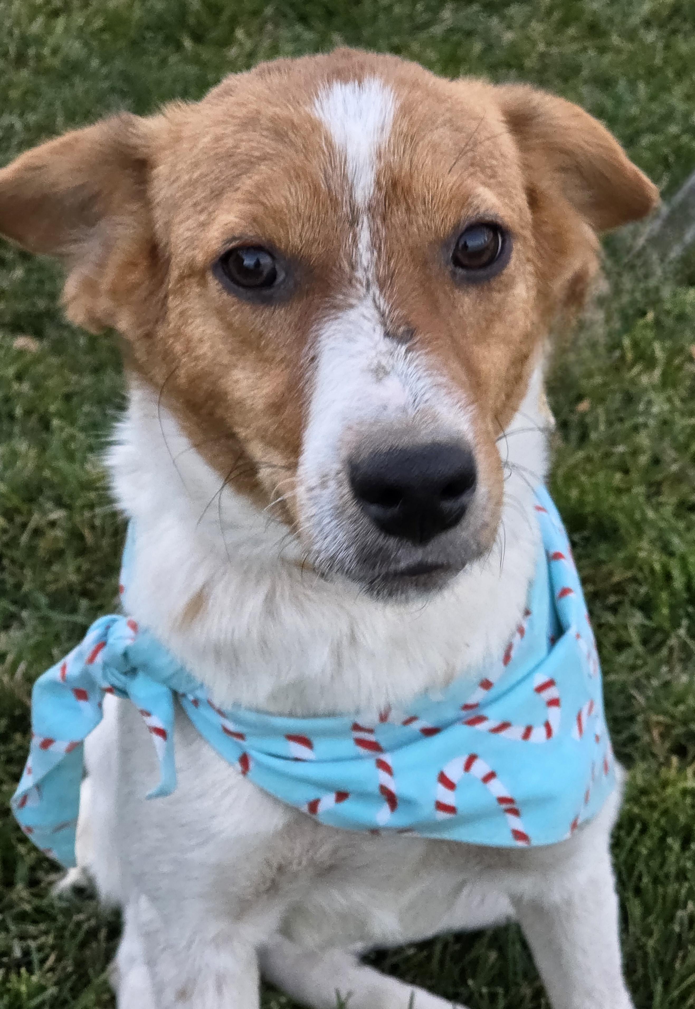 GIGI, a Adoptable mixed breed in Evansville, WI image 3/3