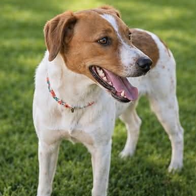 Enlarge GIGI, a Adoptable mixed breed in Evansville, WI image 3/5