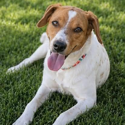 Enlarge GIGI, a Adoptable mixed breed in Evansville, WI image 4/5