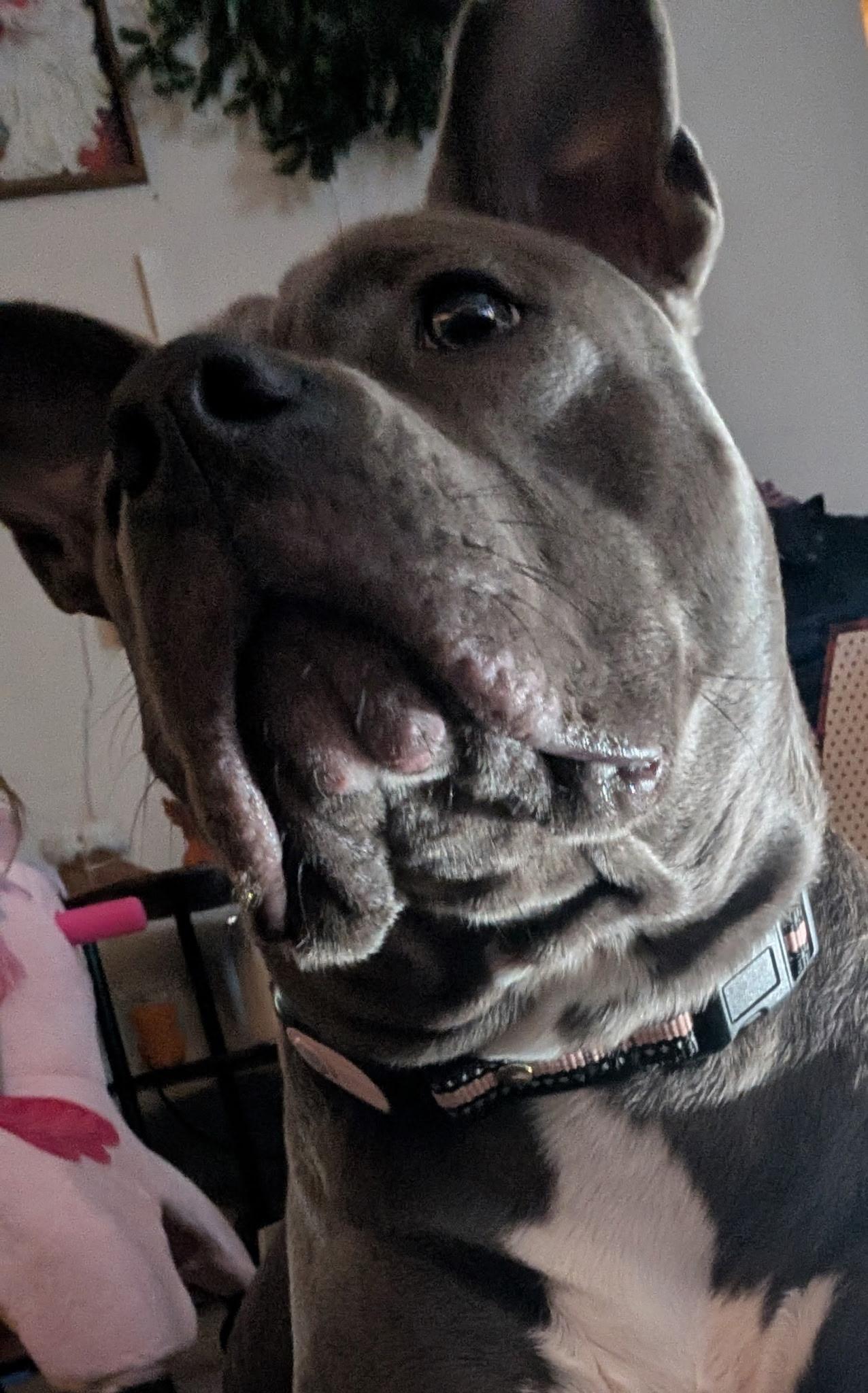 Enlarge Winifred, a Adopted mixed breed in Chesapeake Beach, MD image 2/5