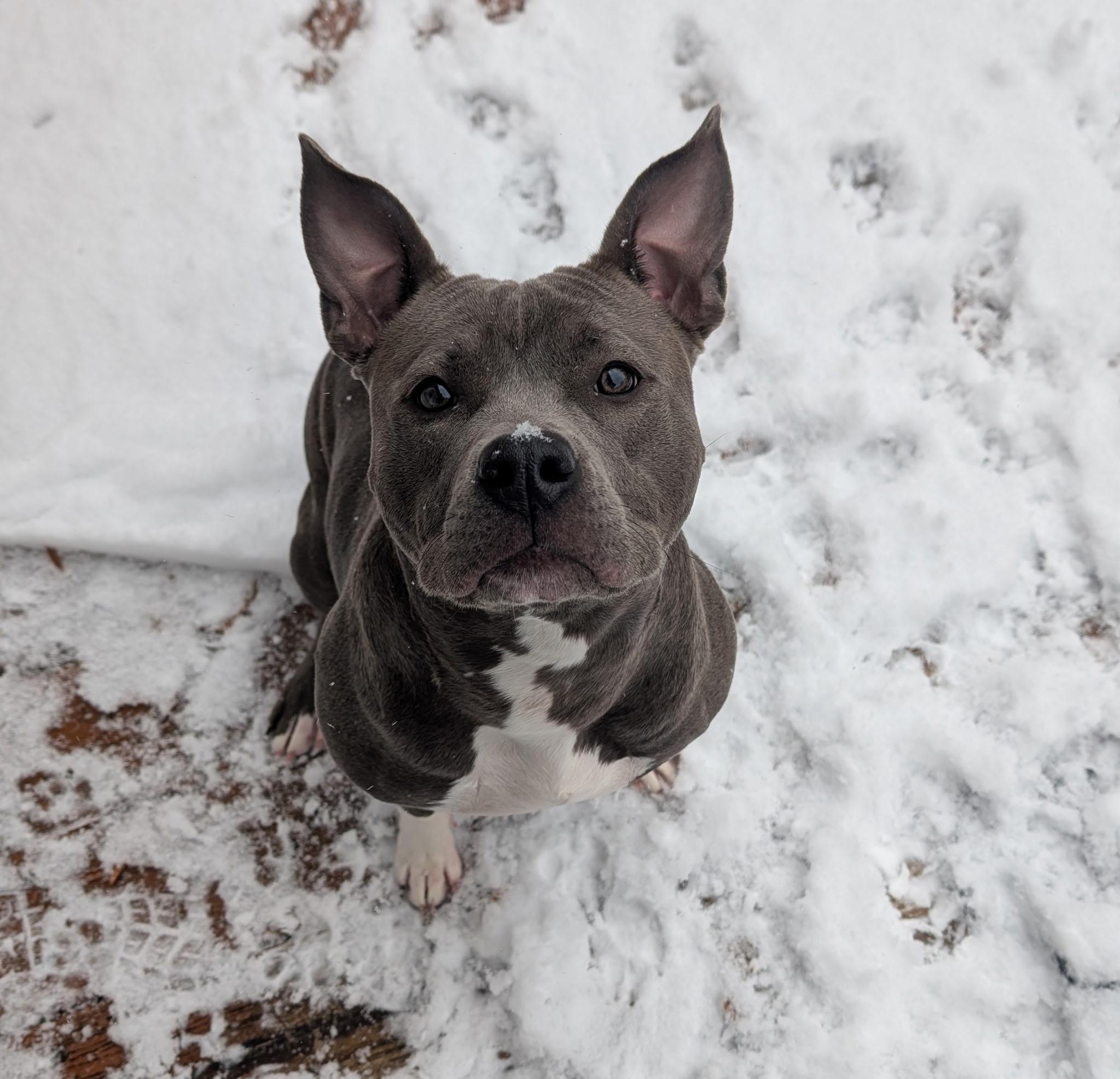Winifred, Adopted, Young Female Pit Bull Terrier.