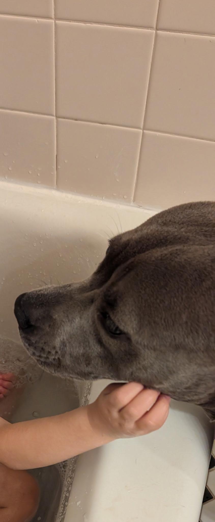 Enlarge Winifred, a Adopted mixed breed in Chesapeake Beach, MD image 5/5