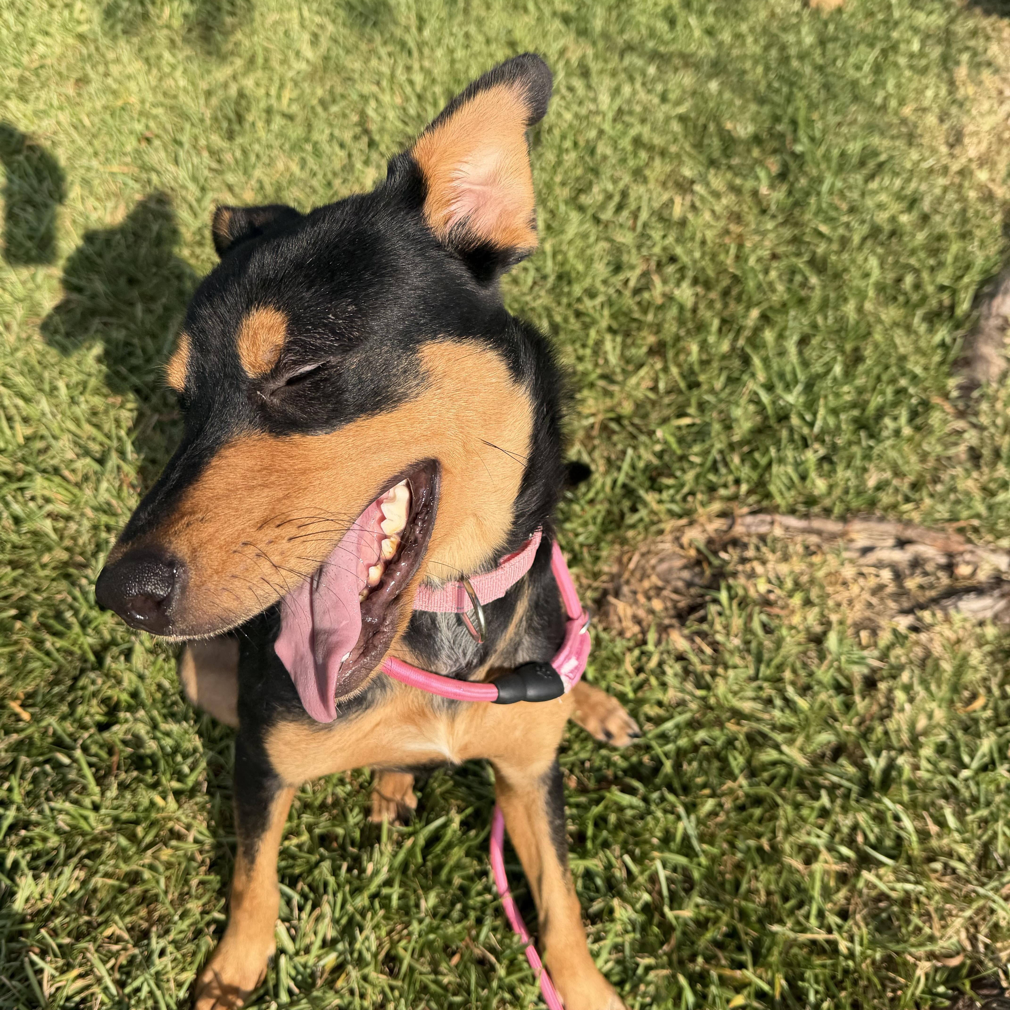 Enlarge Zelda, a Adoptable mixed breed in Joppa, MD image 4/5