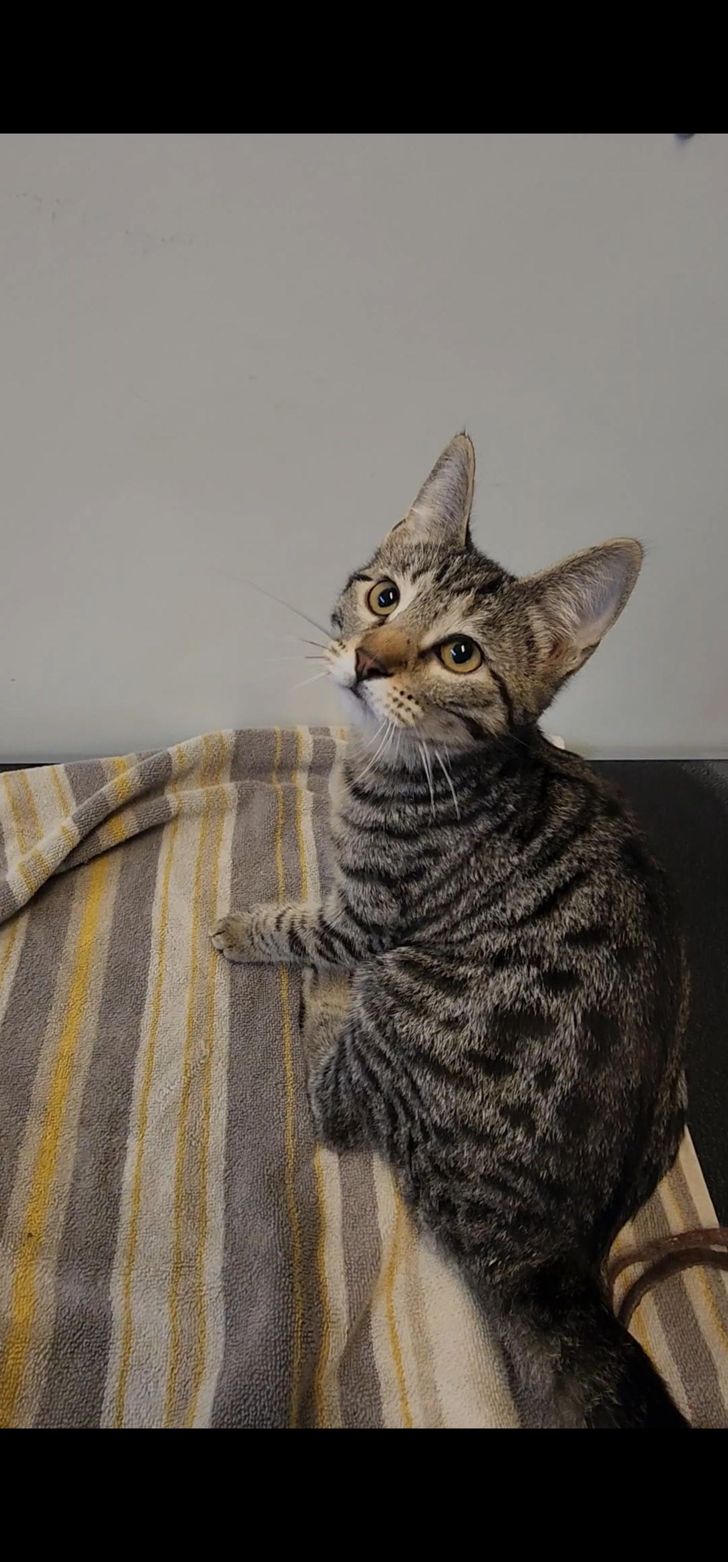 Goldie, an adopted Domestic Short Hair in Tama, IA image 2/2