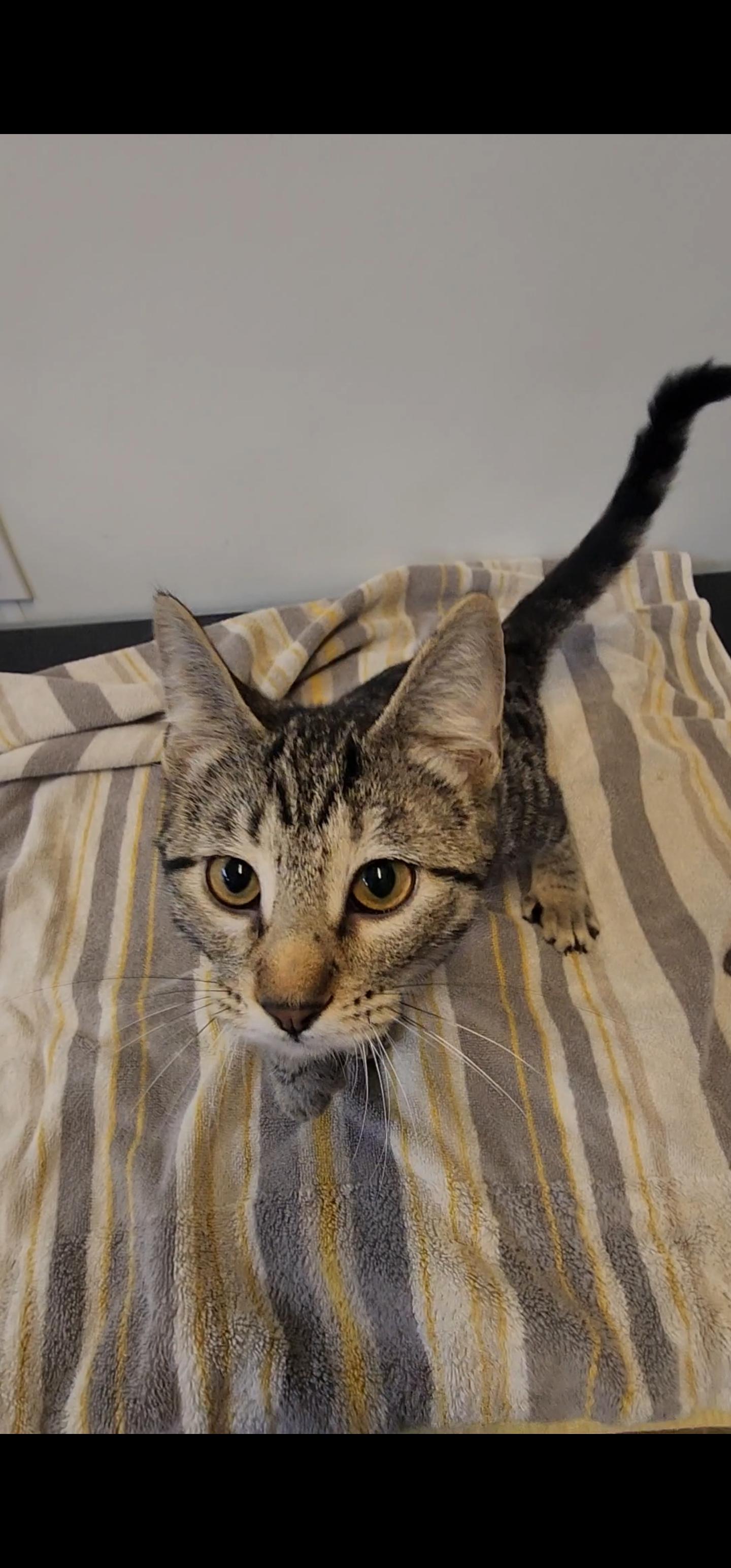 Goldie, an adopted Domestic Short Hair in Tama, IA image 1/2