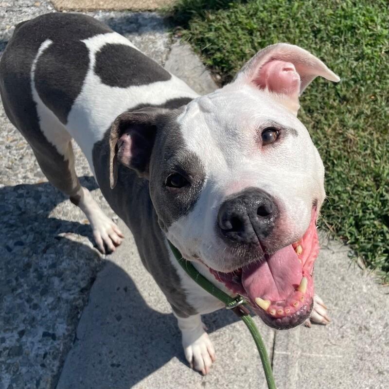 Enlarge Paisley, a Adoptable Pit Bull Terrier in Roanoke, VA image 1/4