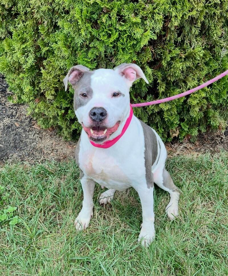 Enlarge Paisley, a Adoptable Pit Bull Terrier in Roanoke, VA image 3/4