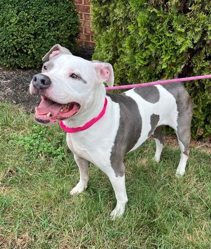 Paisley, Adoptable, Senior Female Pit Bull Terrier.