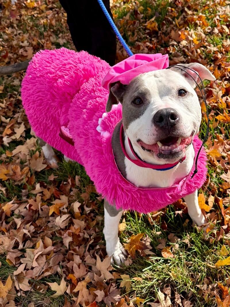 Enlarge Paisley, a Adoptable Pit Bull Terrier in Roanoke, VA image 4/4