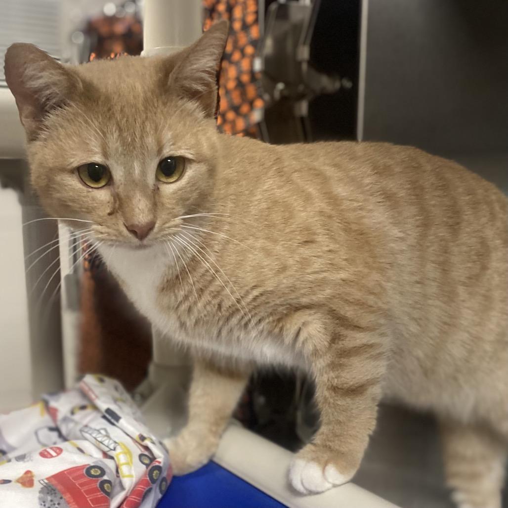 Candy Land, Adoptable, Adult Female Domestic Short Hair.