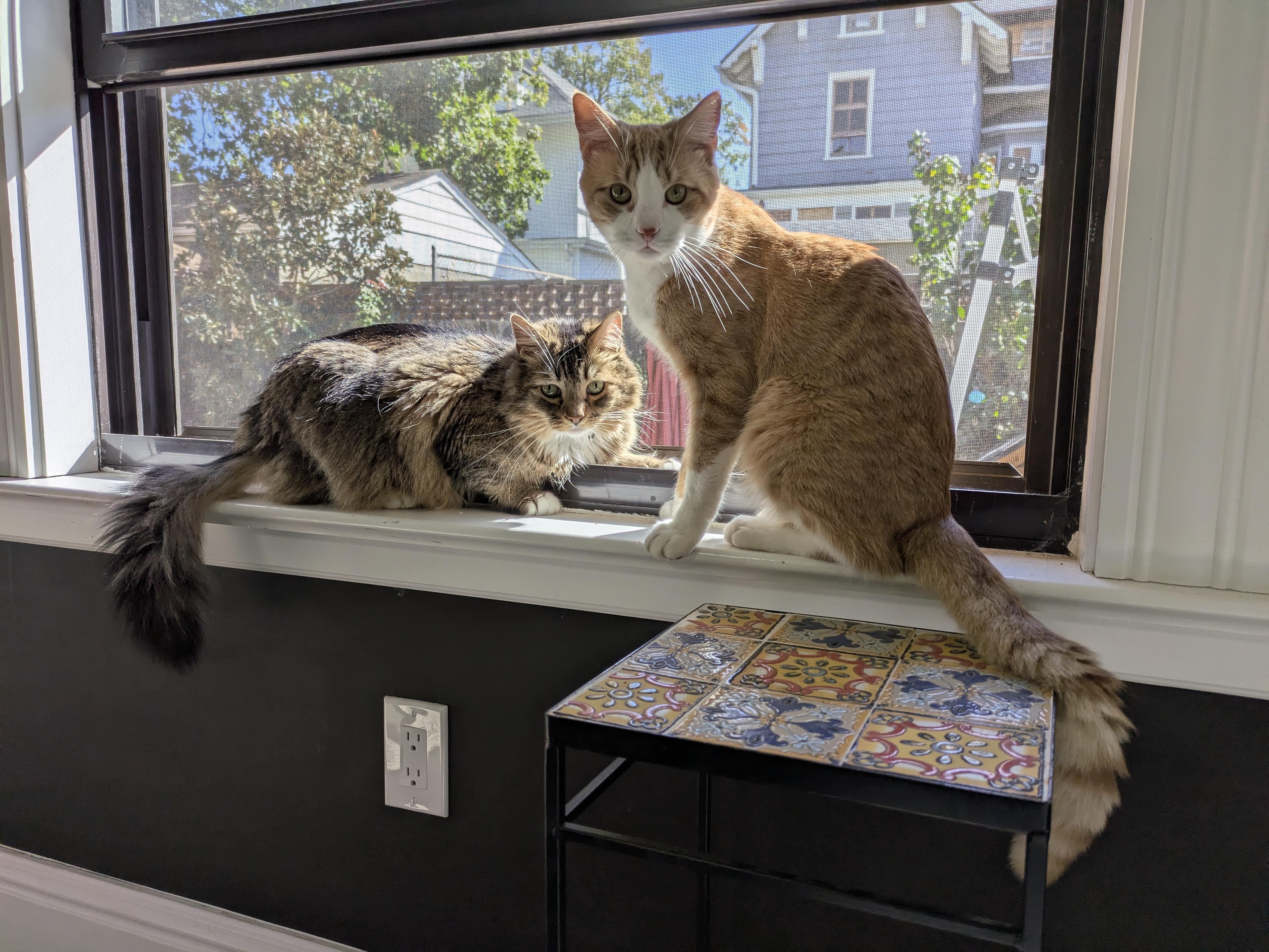 Sausage, an adopted Domestic Short Hair in Colts Neck, NJ image 3/3