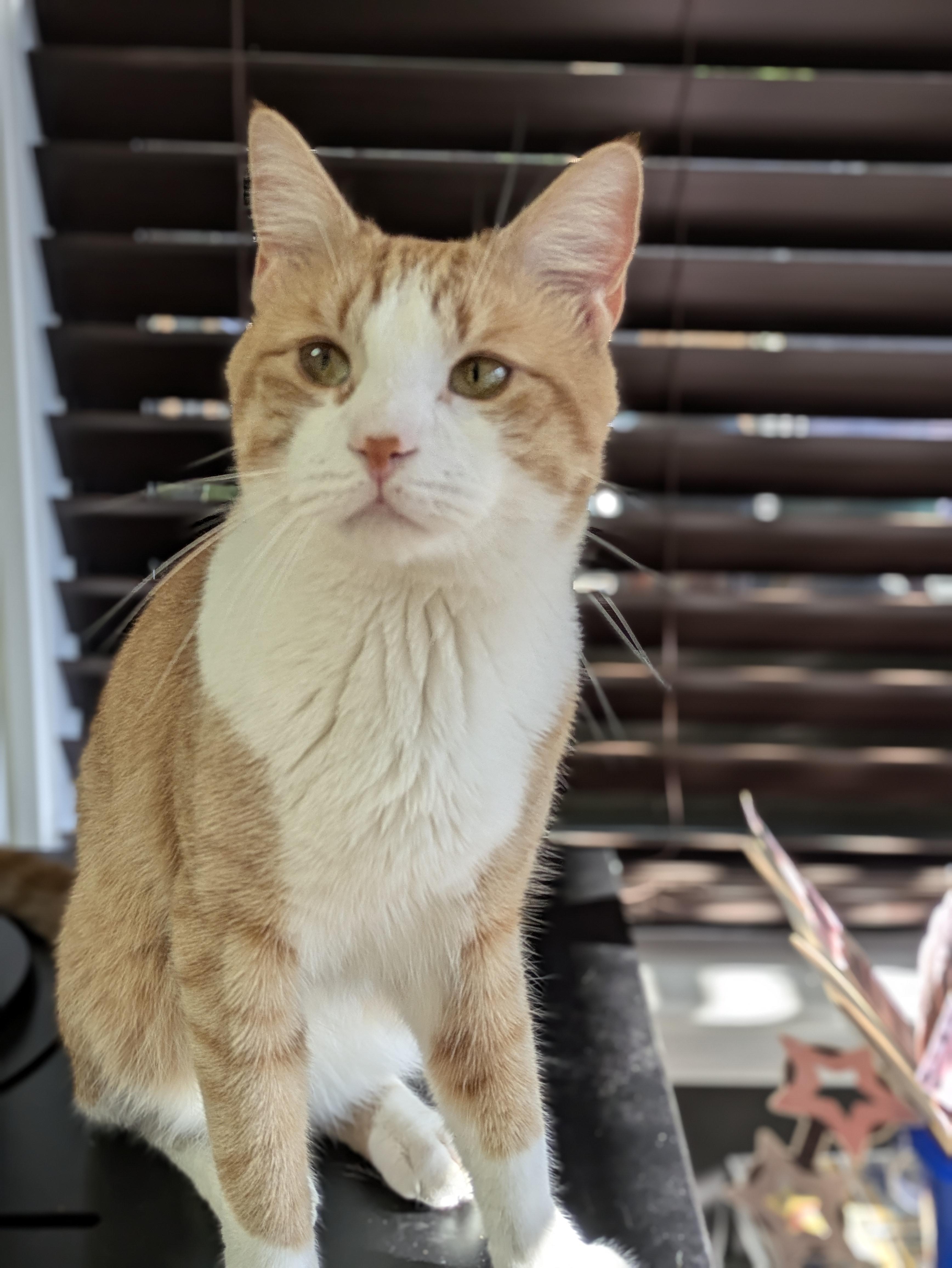 Sausage, an adopted Domestic Short Hair in Colts Neck, NJ image 2/3