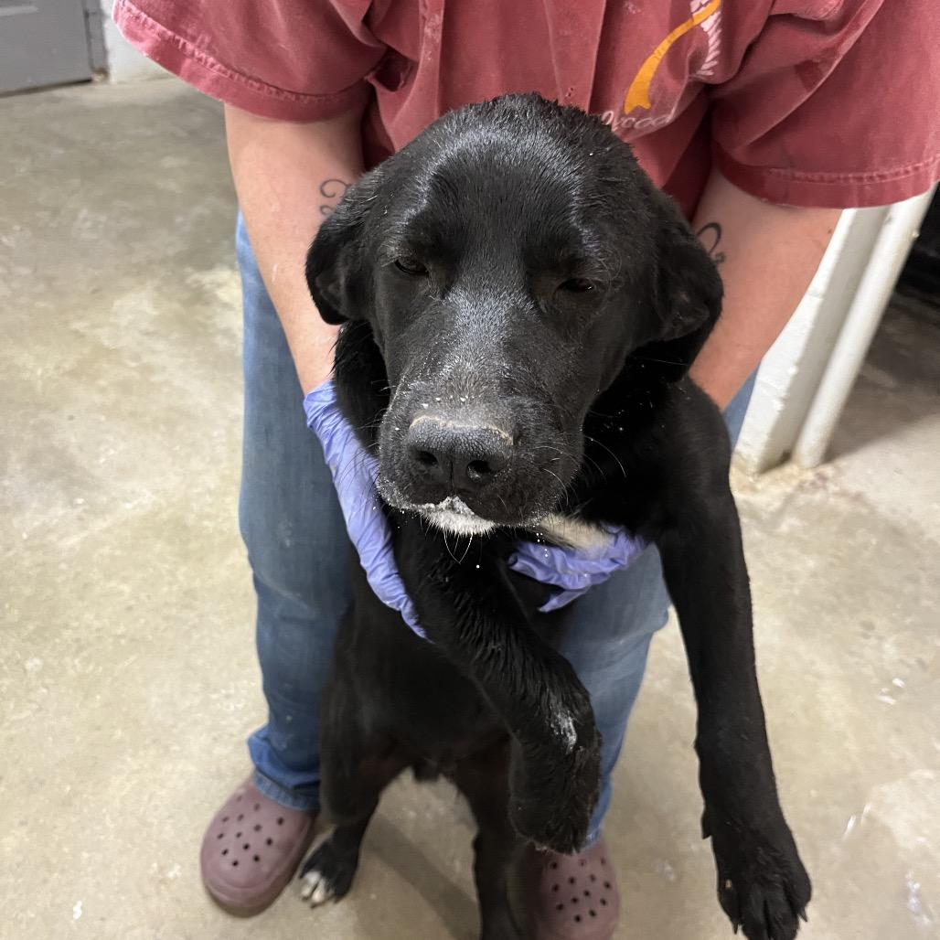 Jake, Adoptable, Young Male Beagle.