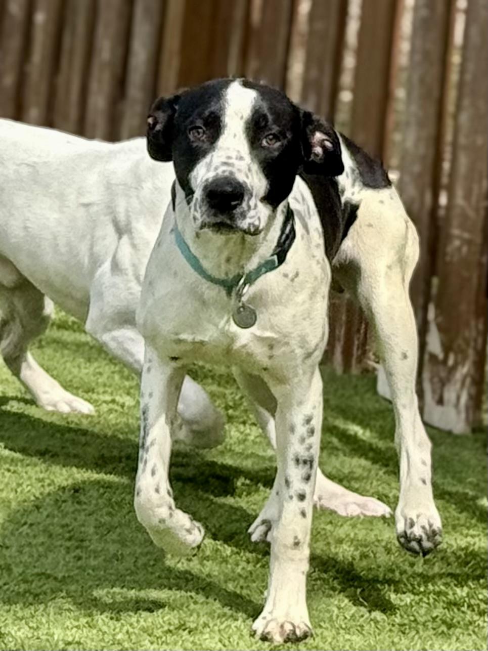 Enlarge Sully, a ADOPTABLE mixed breed in Cleveland, OH image 2/6