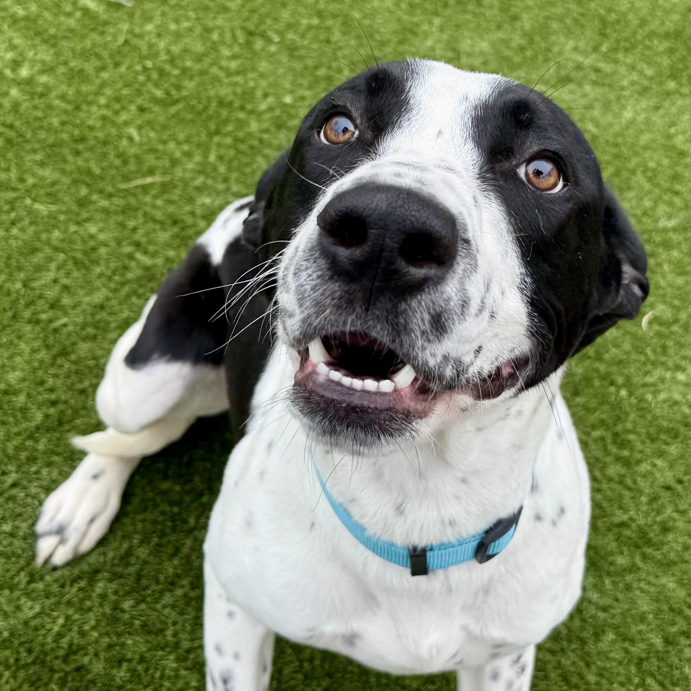 Enlarge Sully, a ADOPTABLE mixed breed in Cleveland, OH image 1/6