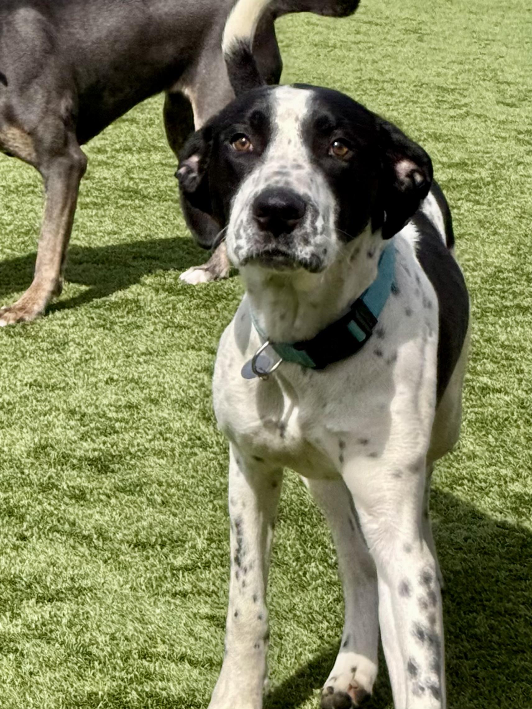 Enlarge Sully, a ADOPTABLE mixed breed in Cleveland, OH image 3/6