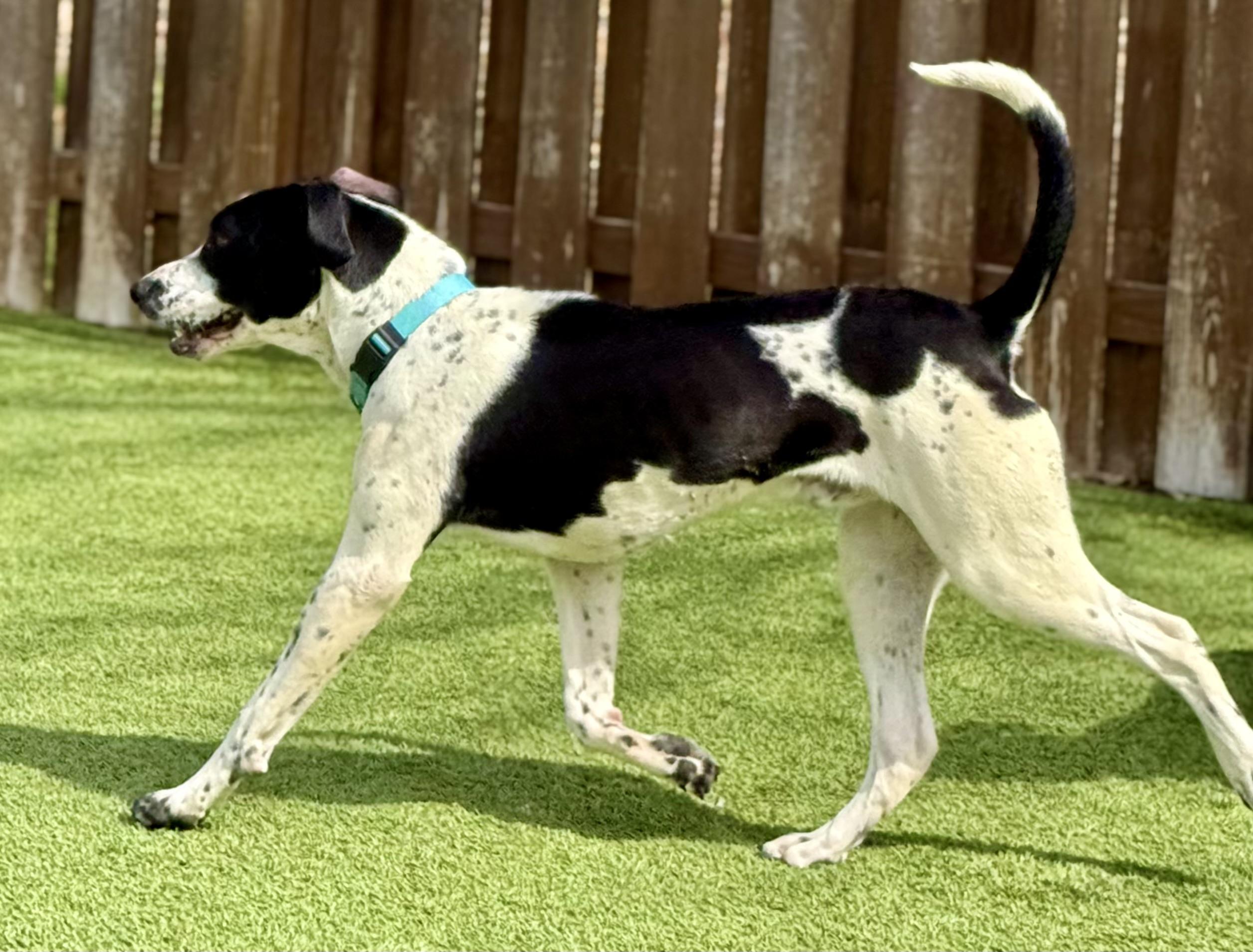 Enlarge Sully, a ADOPTABLE mixed breed in Cleveland, OH image 4/6