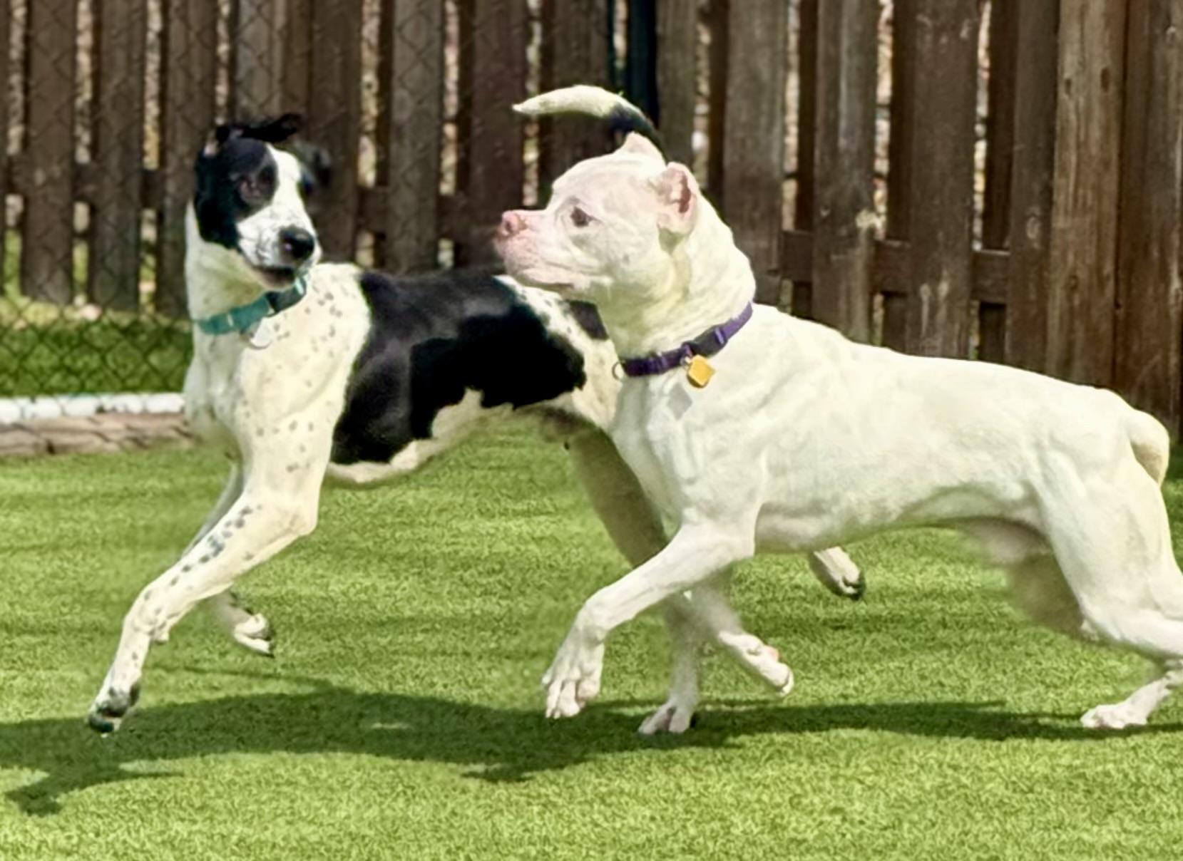 Enlarge Sully, a ADOPTABLE mixed breed in Cleveland, OH image 5/6