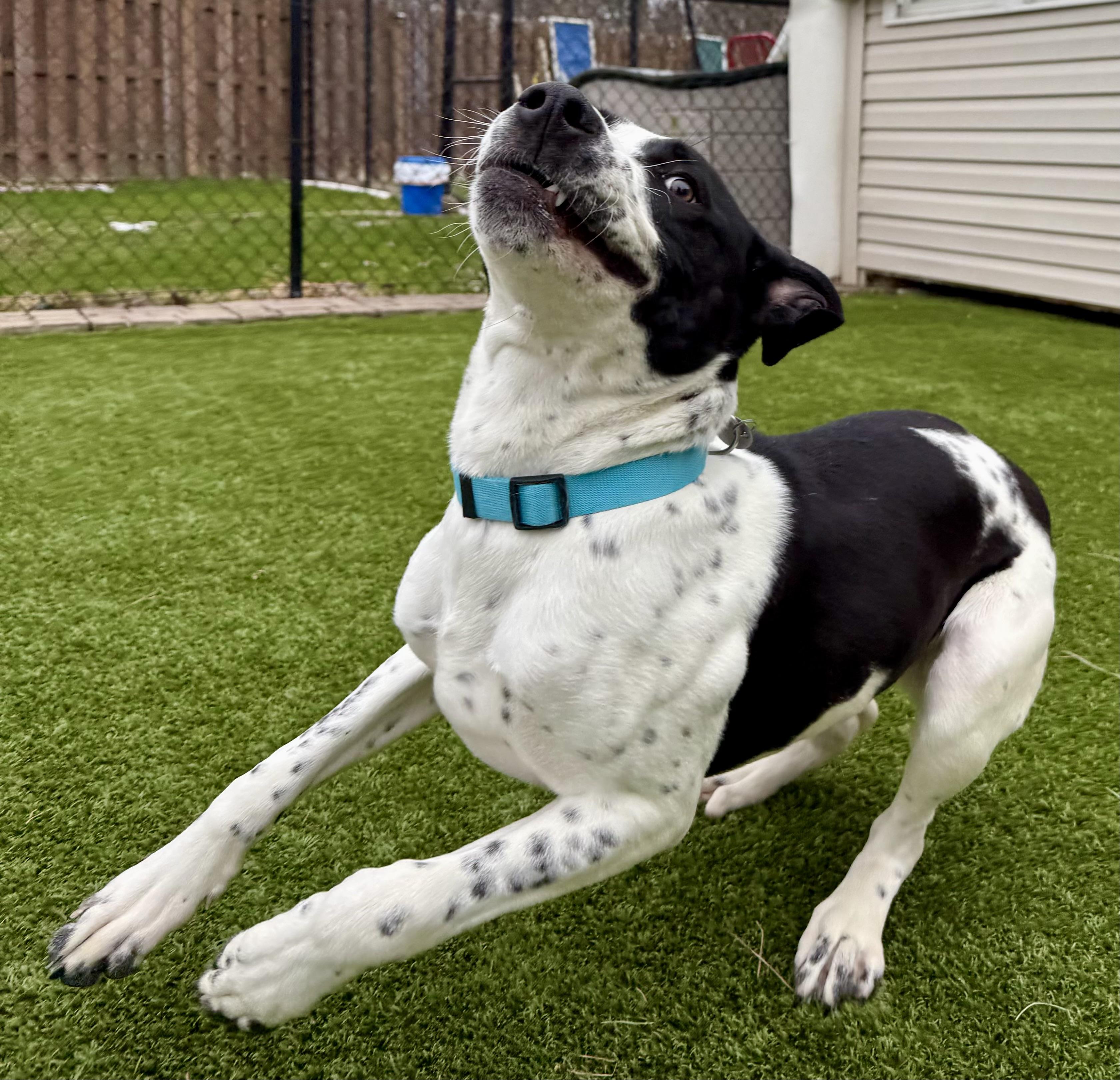 Enlarge Sully, a ADOPTABLE mixed breed in Cleveland, OH image 6/6
