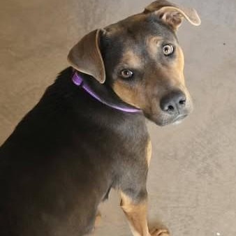 Enlarge Freya, a ADOPTABLE Mixed Breed in Chino valley, AZ image 1/1