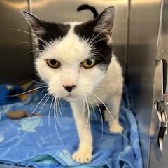 Enlarge Mochi- A Friendly Sweetheart!, a Adoptable Domestic Short Hair in Berryville, VA image 1/1