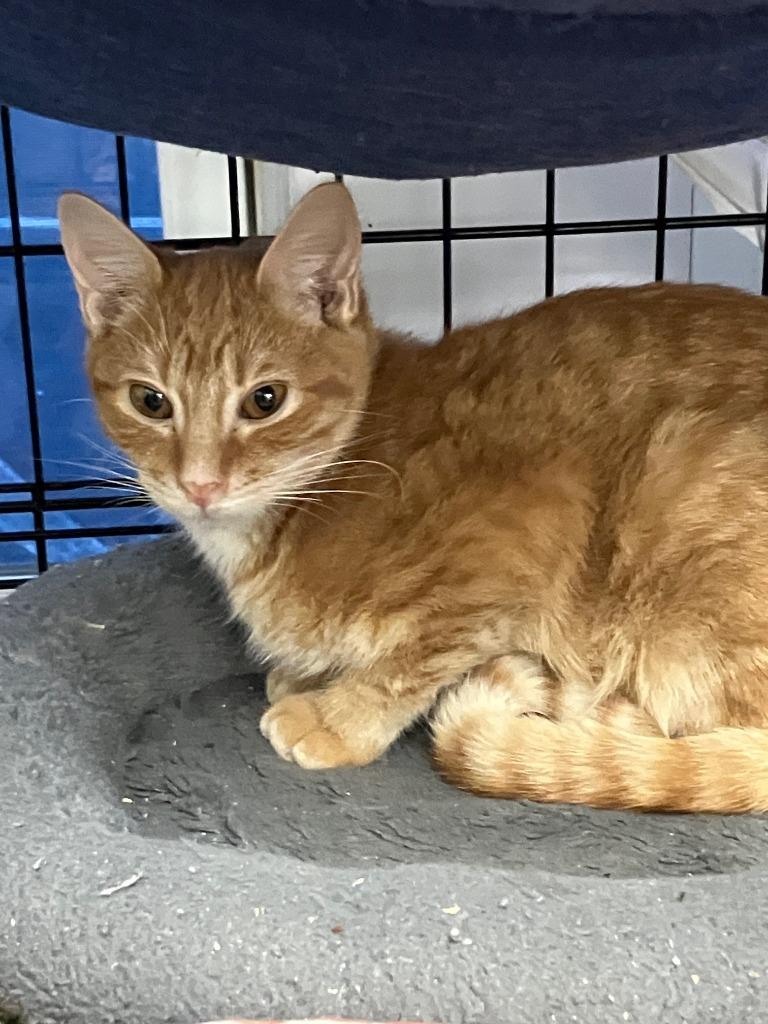 Flame, Adoptable, Kitten Male Domestic Short Hair.
