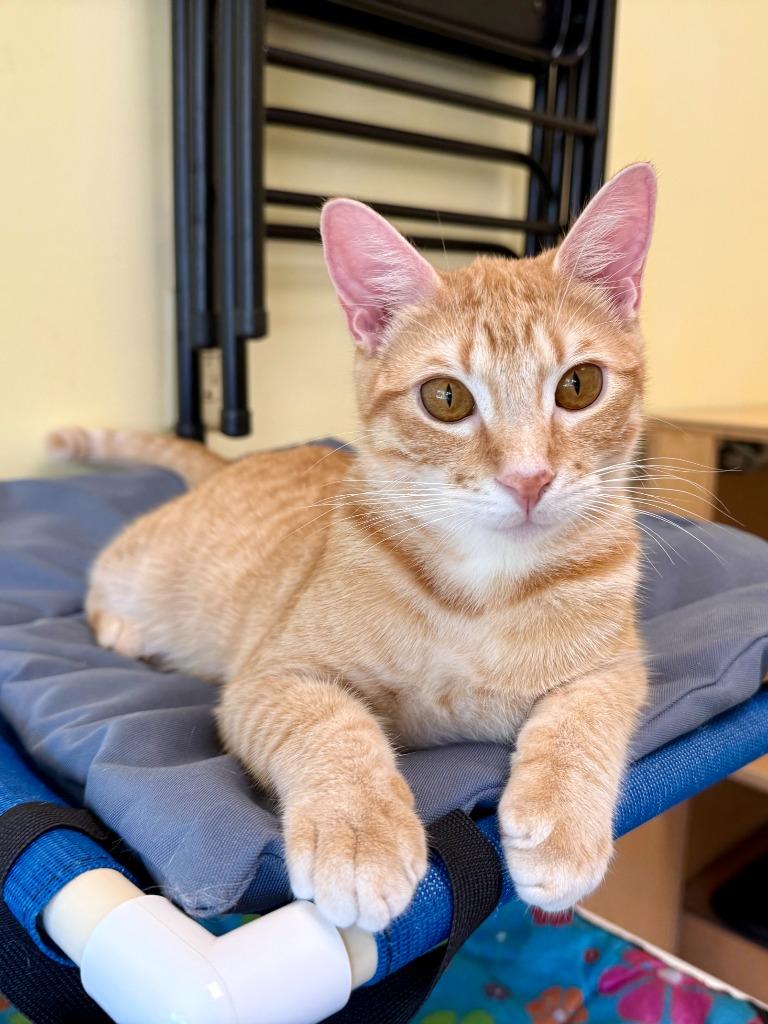 Enlarge Flame, a Adoptable mixed breed in Lunenburg, MA image 3/3