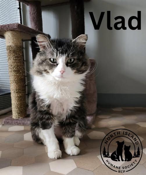 Vlad, ADOPTABLE, Adult Male Domestic Medium Hair.