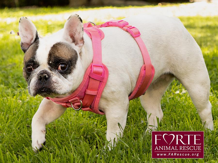 Enlarge Cookie, a ADOPTABLE French Bulldog in Marina Del Rey, CA image 6/6