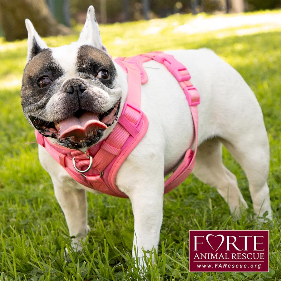 Enlarge Cookie, a ADOPTABLE French Bulldog in Marina Del Rey, CA image 3/6