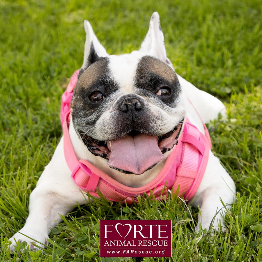 Enlarge Cookie, a ADOPTABLE French Bulldog in Marina Del Rey, CA image 1/6