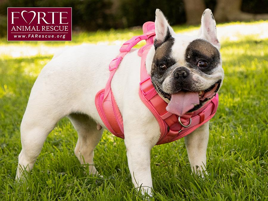 Enlarge Cookie, a ADOPTABLE French Bulldog in Marina Del Rey, CA image 4/6