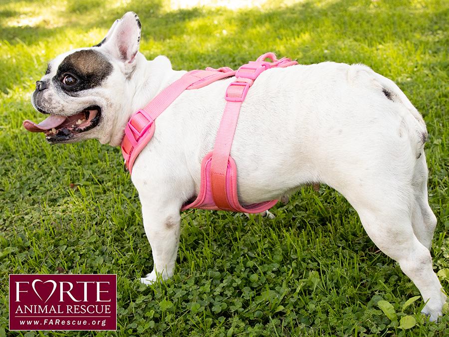 Enlarge Cookie, a ADOPTABLE French Bulldog in Marina Del Rey, CA image 5/6