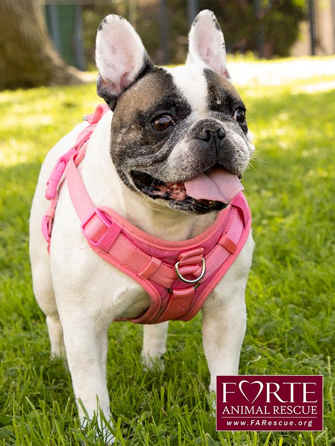Enlarge Cookie, a ADOPTABLE French Bulldog in Marina Del Rey, CA image 2/6