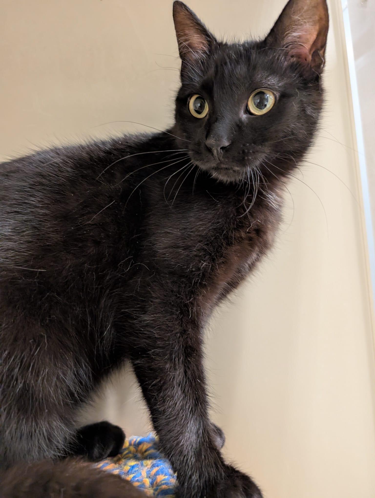 Enlarge Cocoa Puff, a ADOPTABLE Domestic Short Hair in Richmond Hill, ON image 3/6