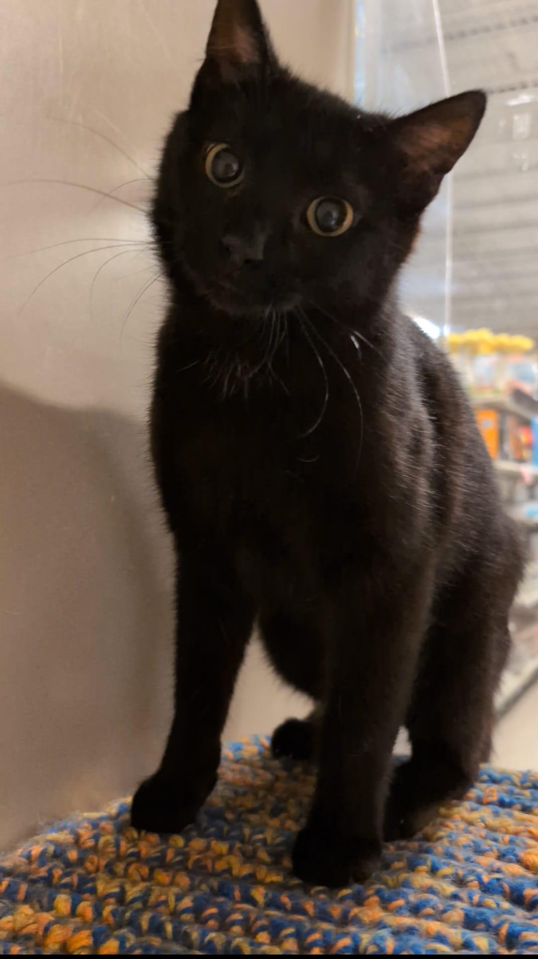 Enlarge Cocoa Puff, a ADOPTABLE Domestic Short Hair in Richmond Hill, ON image 2/6
